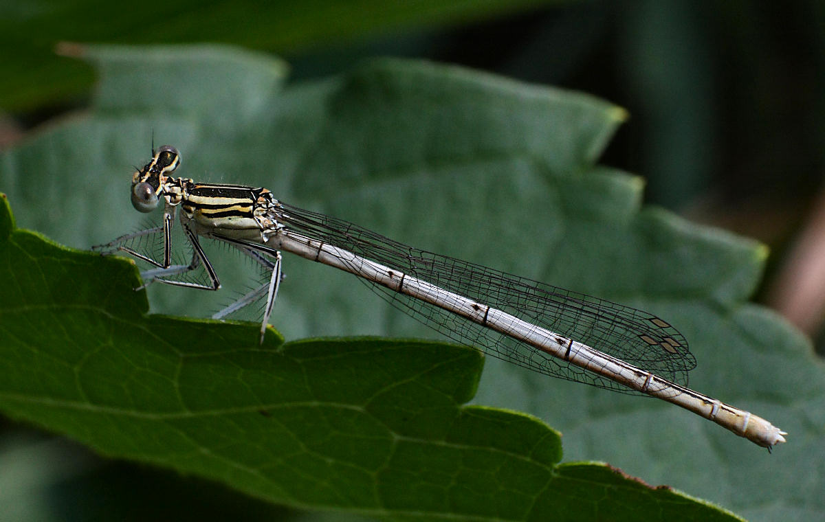 Platycnemis pennipes